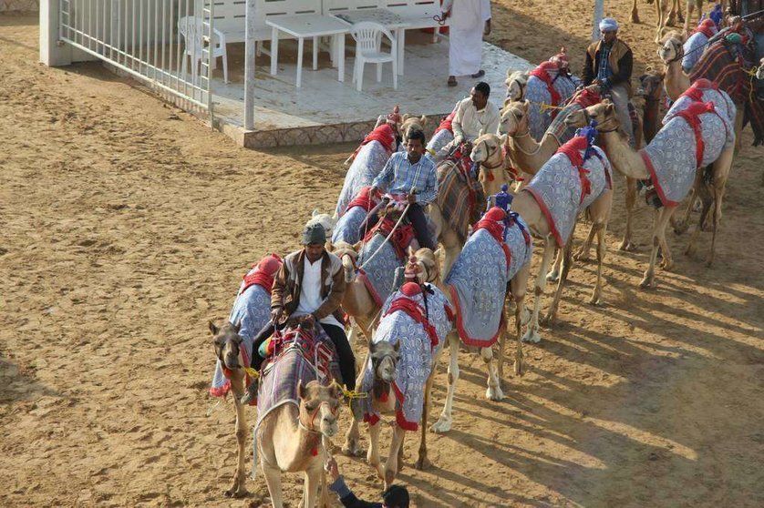 Los camellos enfilan su posición para disputar la prueba.