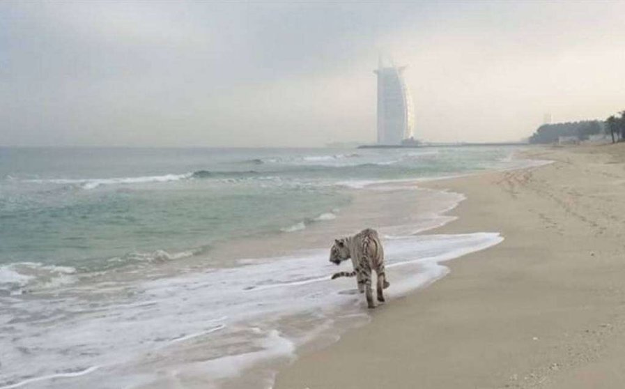 Un tigre a la orilla de la playa del Burj Al Arab. (Redes sociales)