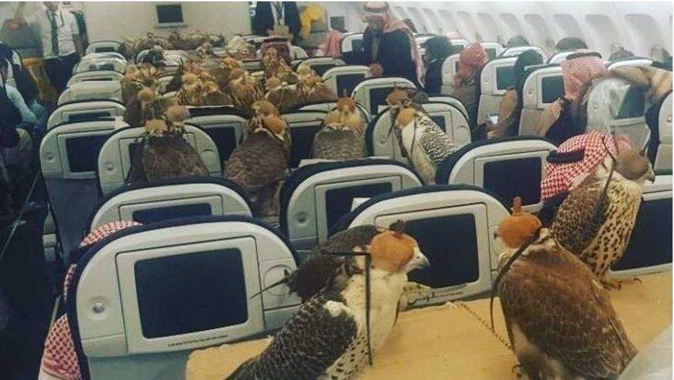 Los halcones cada uno en su asiento de avión.