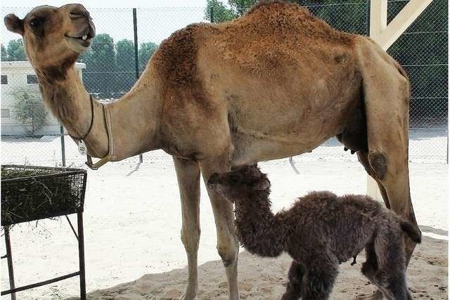 Una tierna imagen del primer camello bactriano clonado. (PLoS ONE)