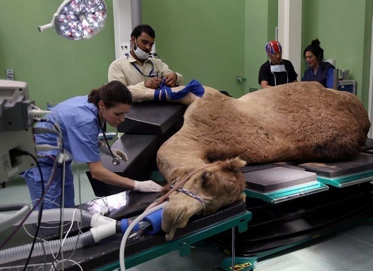 Una veterinaria examina un animal enfermo. (Reuters)