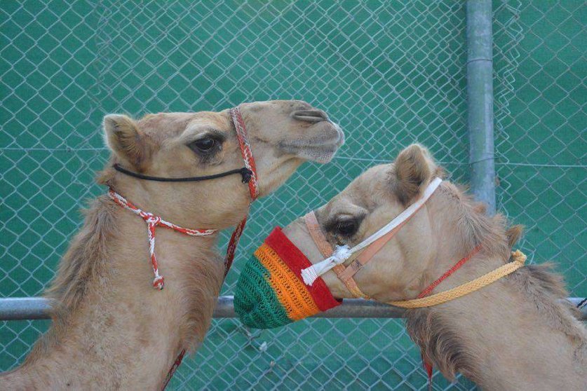 Dos ejemplares de camellos. (EL CORREO)