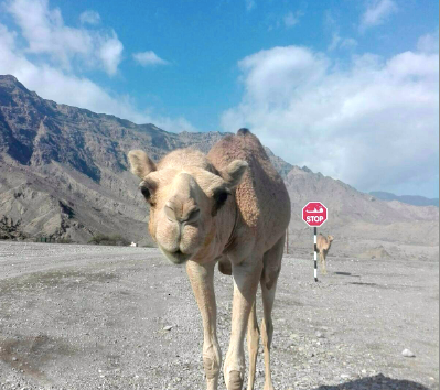 Camellos en Omán. (Alicia Bassa)