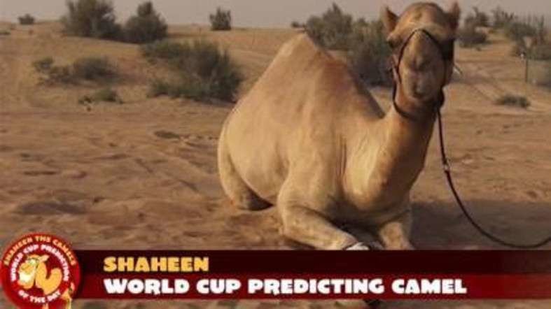 El camello Shaheen en su granja de Dubai.