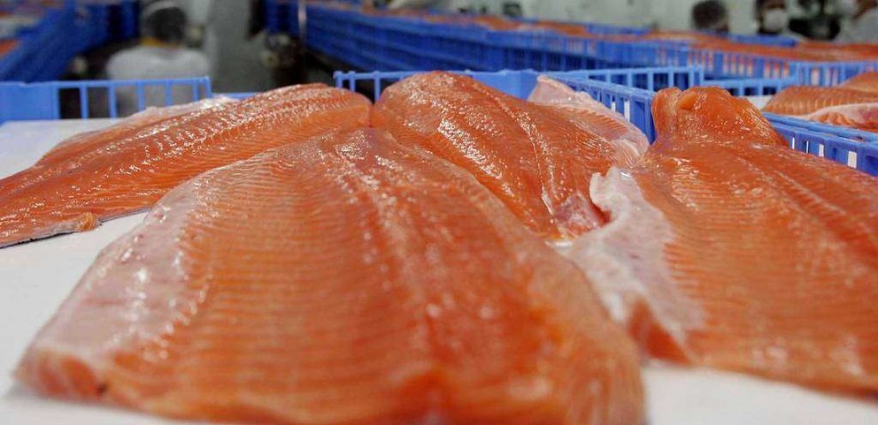 Chile es el segundo productor de salmón en el mundo.