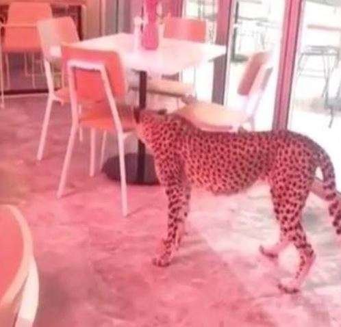 Una imagen de las redes sociales del guepardo en el café.