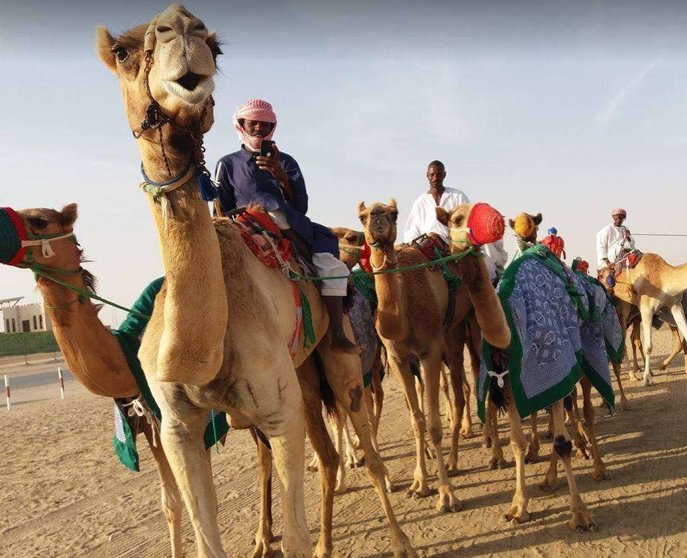 Caravana de camellos en el desierto de Abu Dhabi. (EL CORREO)