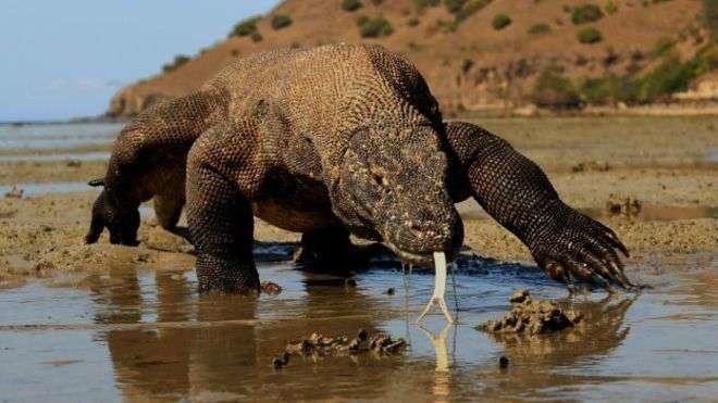 Un dragón Komodo, el lagarto más grande del mundo.