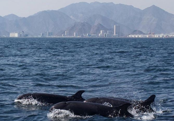 El emirato de Fujairah mostró las imágenes de las falsas ballenas asesinas en Instagram.