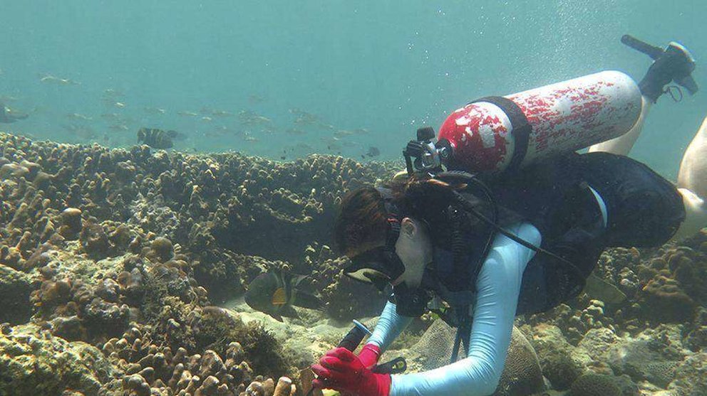 Investigadores de la NYU de Abu Dhabi estudian los corales del golfo. (NYUAD)
