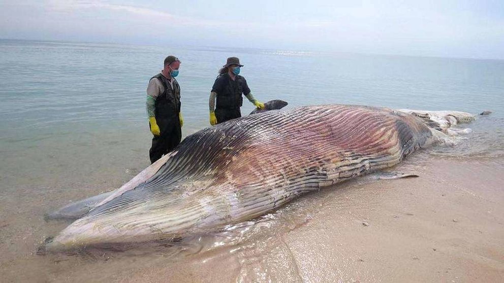 Una imagen de Twitter de la ballena muerta en Sharjah.
