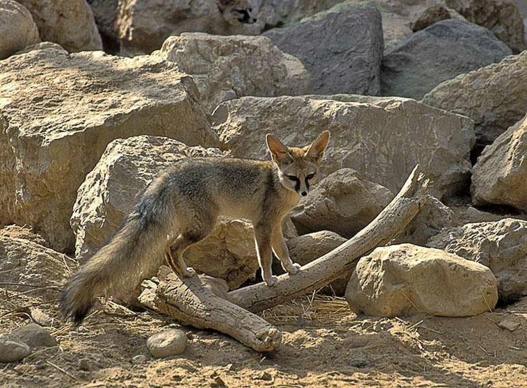 El zorro de Blanford es una de las pocas especies de su tipo capaz de escalar pendientes pronunciadas con facilidad. 