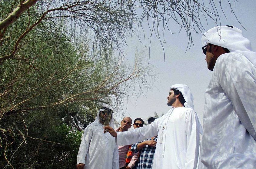 Funcionarios de Abu Dhabi inspeccionan plantas autóctonas. (WAM)