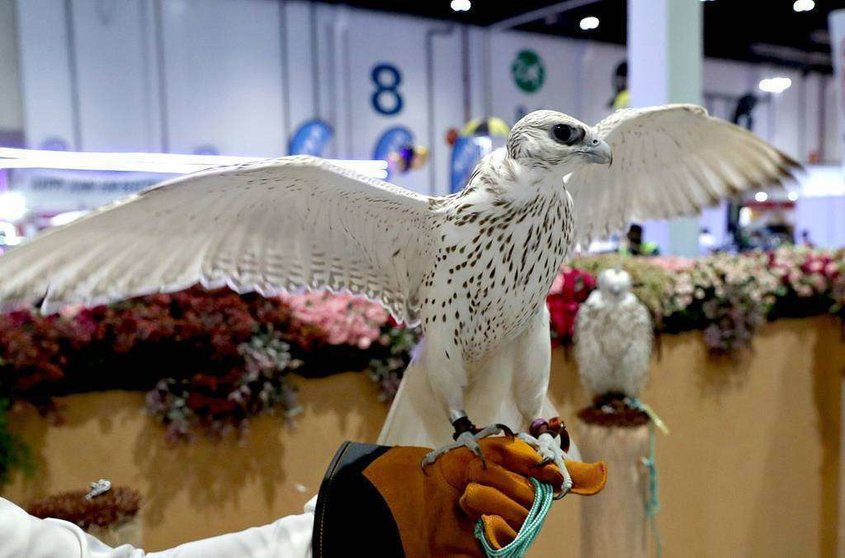 Un halcón despliega sus alas en la Exposición Internacional Ecuestre y de Caza de Abu Dhabi. (WAM)