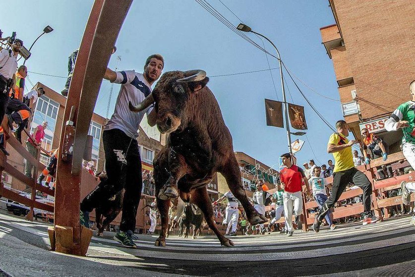 Un toro atrapa a un corredor contra la barrera en el segundo encierro de San Sebastián de los Reyes en España. (EFE/Rodrigo Jiménez)