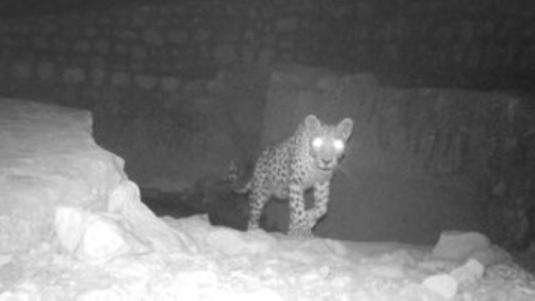 Times of Oman publicó la foto del leopardo árabe en las montañas omaníes.