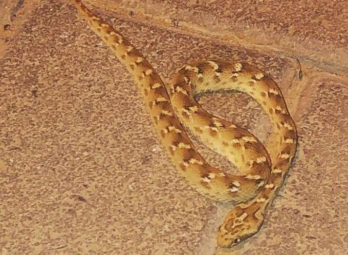 La serpiente aparecida en Dubailand. (Suministrada al diario Gulf News)