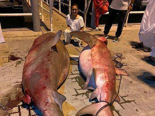Dos de los tiburones pescados en Fujairah.