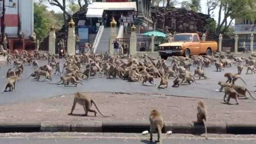 Una captura de pantalla del vídeo difundido de los monos en Tailandia.