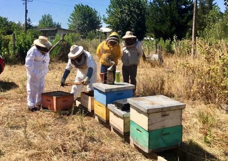 Productores chilenos de miel. (Fuente Externa)