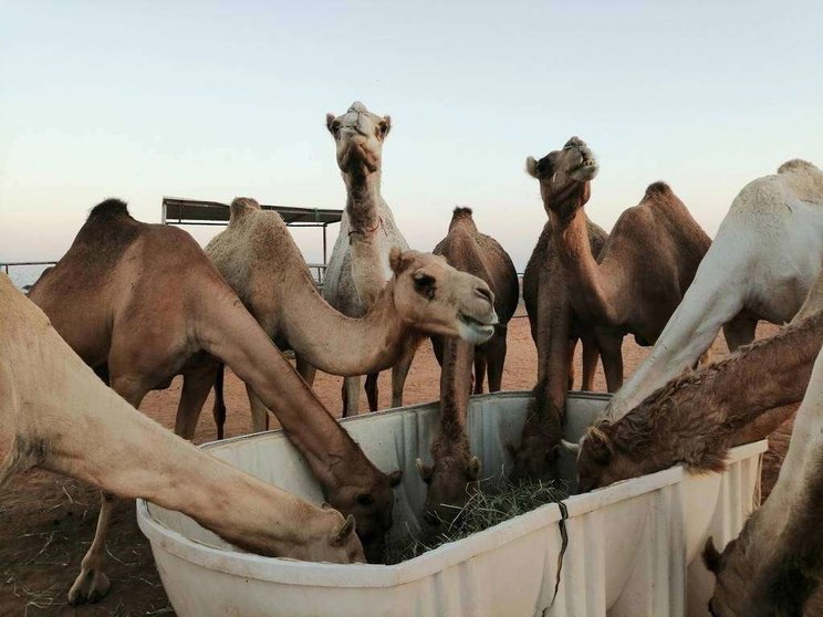 Camellos en el desierto de Emiratos Árabes. (WAM)