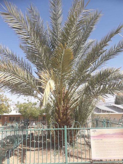 Una de las palmeras datileras que germinó a partir de una semilla de 2.200 años, que ahora crece en Israel. (WAM)