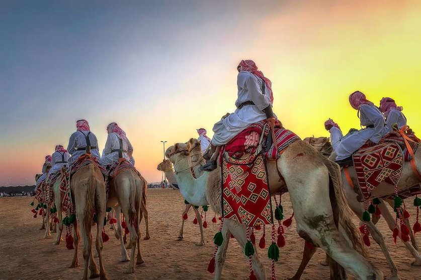 Camellos y entrenadores en Arabia Saudita. (Fuente externa)