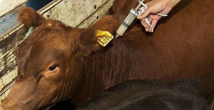 Las vacunas contra la fiebre aftosa son clave en la estrategia sanitaria en la ganadería. (Fuente externa)