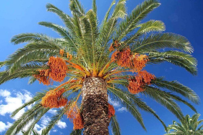 Una imagen de una palmera datilera en Emiratos Árabes. (WAM)