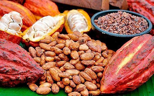 El cacao colombiano será protagonista en la Exposición Universal 2020 de Dubai. (Fuente externa)