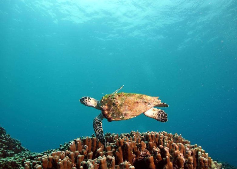 Una tortuga en aguas de Emiratos Árabes. (WAM)