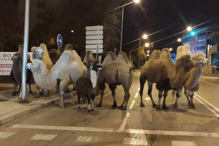 policía camellos madrid