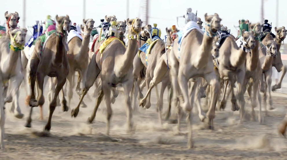 Las carreras de camellos son una de las grandes tradiciones de Emiratos Árabes. (WAM)