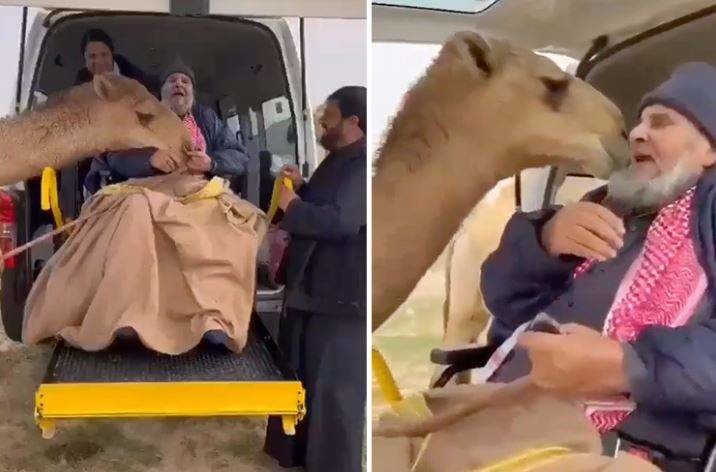 El camello besa a su dueño en una captura de pantalla del vídeo difundido. (Gulftoday)