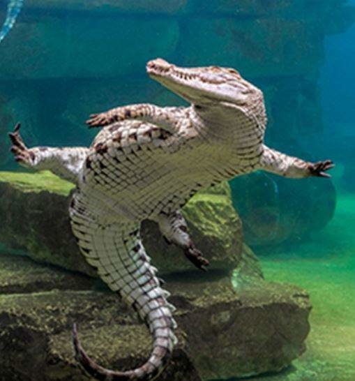 Una imagen de un cocodrilo del parque de Twitter.