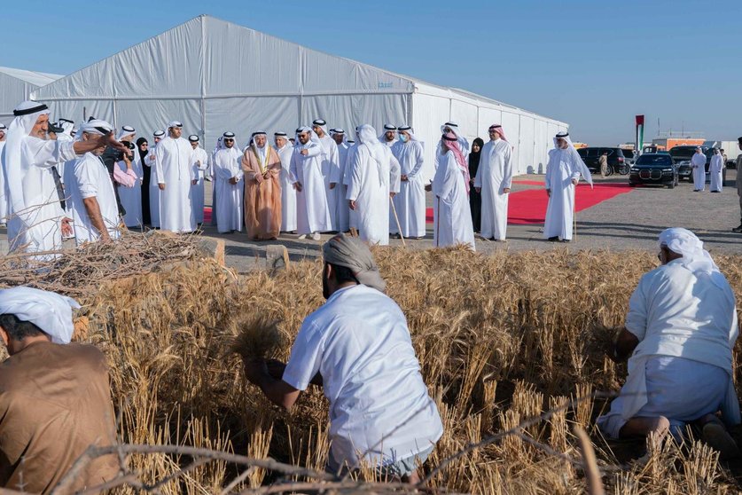 El gobernante de Sharjah presidió la ceremonia de cosecha de la primera fase de la finca de trigo 'Saba Sanabel' en Mleiha. (WAM)