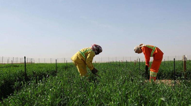 Trabajadores inspeccionan el cultivo de trigo en EAU. (Fuente externa)