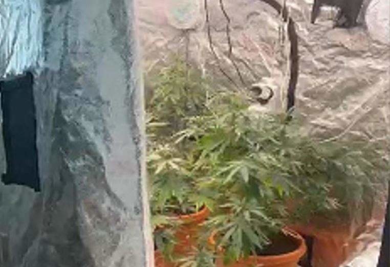 La policía difundió una imagen de las plantas de marihuana.