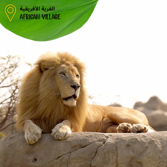 Un león en Safari Park de Dubai. (Twitter)