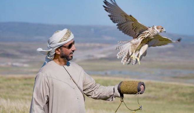 Un halcón liberado por Emiratos en Kazajistán.