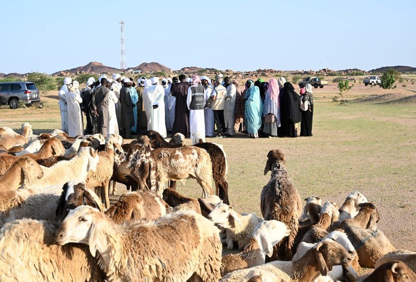 Una imagen del ganado entregado en Chad. (WAM)