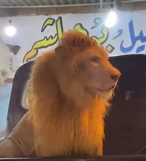 El león en la gasolinera saudí. (Twitter)