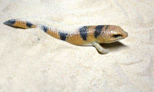 Un ejemplar de lagarto pez arena. (Fuente externa)