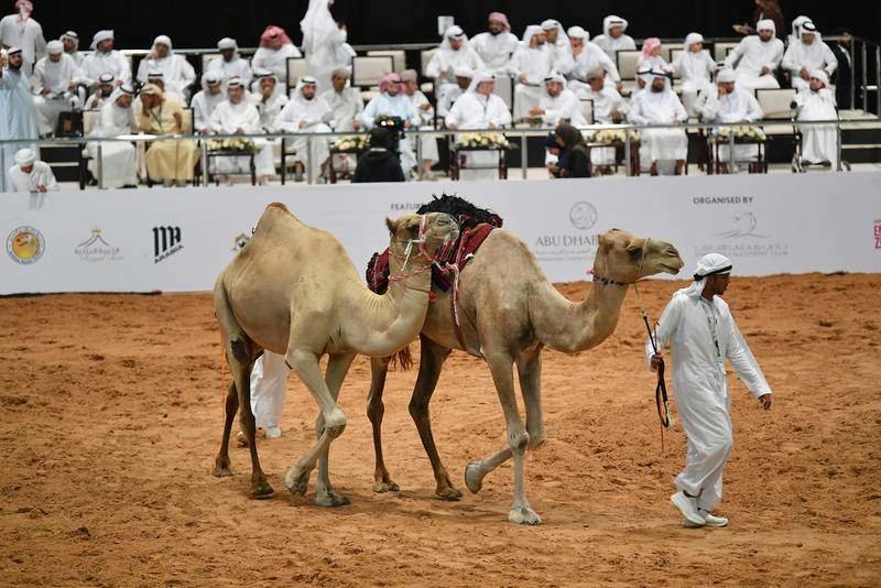Un momento de la subasta de camellos en la feria Adihex de Abu Dhabi. (Twitter)