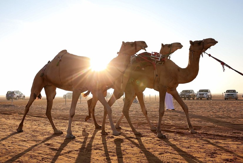 Camellos en Abu Dhabi. (WAM)