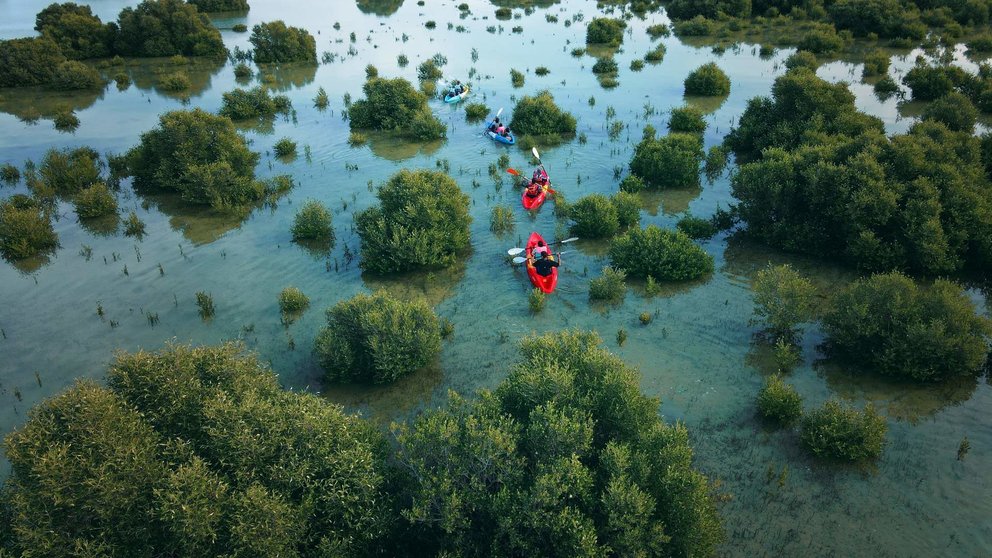 Una imagen de manglares en EAU. (WAM)