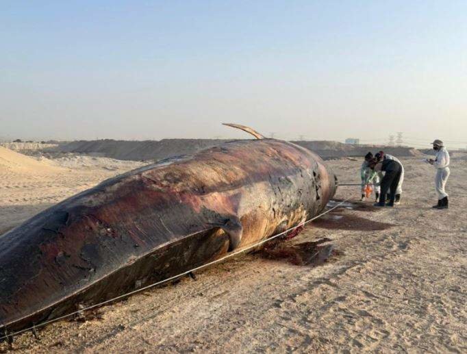 Una de las ballenas muertas en la costa emiratí. (Twitter)