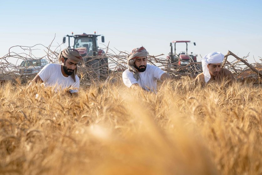 Recolecta de trigo en Emiratos. (WAM)