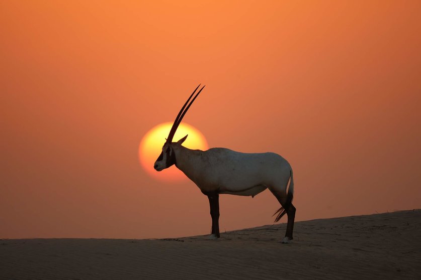 Un ejemplar de órix en el desierto de EAU. (WAM)