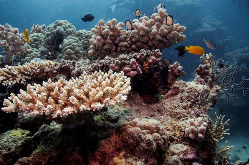 La Gran Barrera de Coral es el mayor ecosistema de arrecifes de coral del mundo y uno de los de mayor biodiversidad. (WAM)